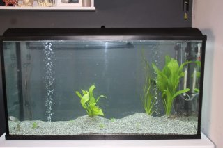 3 Acuarios: 300L, 125L y 100L