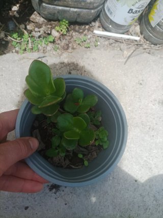 Albero di Giada Crassula Ovata Fiorito