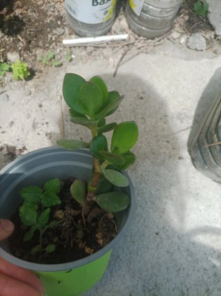 Albero di Giada Crassula Ovata Fiorito