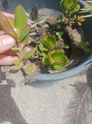 Albero di Giada Crassula Ovata Fiorito