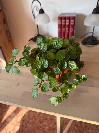 Planta del dinero preciosa