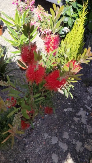 Flores plantas árboles...