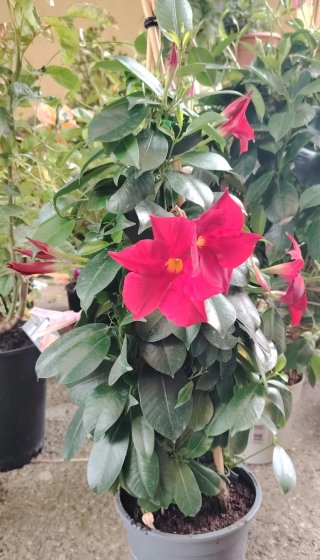 Flores plantas árboles...