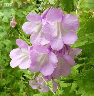 semi mix Asarina scandens rampicante romantica 2€