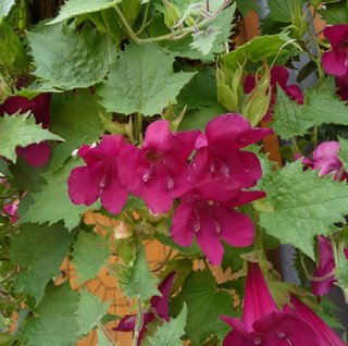 semi mix Asarina scandens rampicante romantica 2€