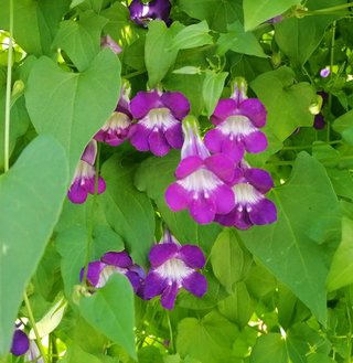 semi mix Asarina scandens rampicante romantica 2€
