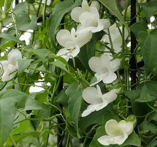 semi mix Asarina scandens rampicante romantica 2€