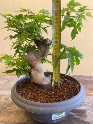 Arce palmatum bonsai