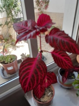 Planta Iresine roja