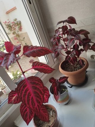 Planta Iresine roja