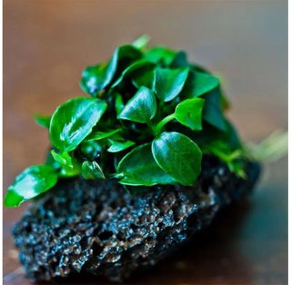 Anubia Petite Bonsai Roca Lava
