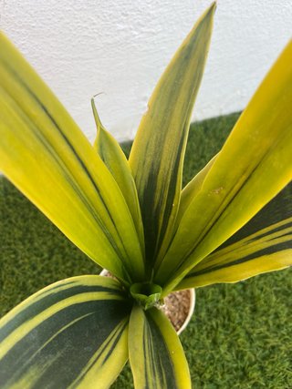 Sansevieria Gold flame planta