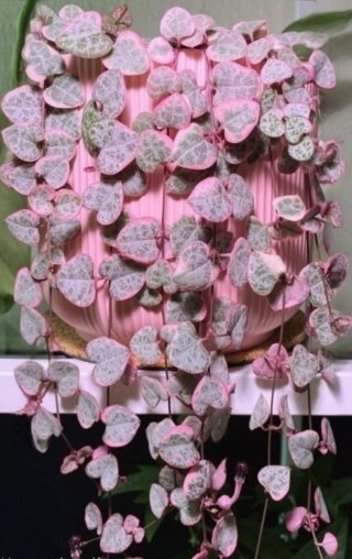 Esquejes de Ceropegia woodii variegada