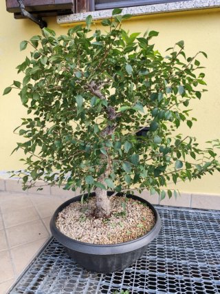 Bonsai Olmo Pumila