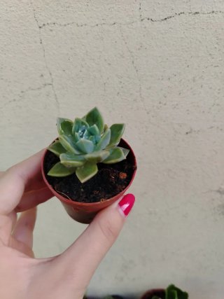 Suculenta en maceta