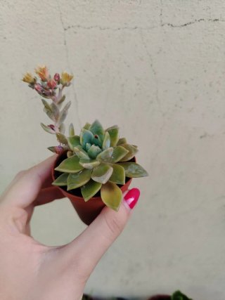 Suculenta con flores