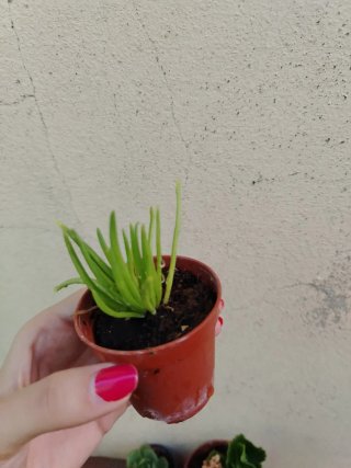 Suculenta en maceta