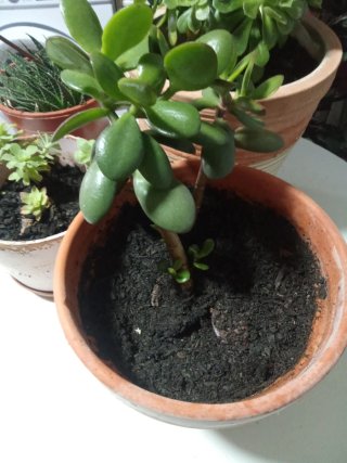Plantas crasas para trasplantar