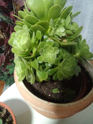 Plantas crasas para trasplantar