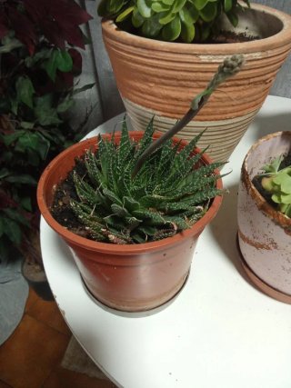 Plantas crasas para trasplantar