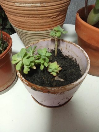 Plantas crasas para trasplantar