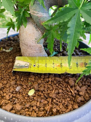 Bonsai Arce Palmatum