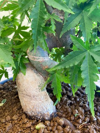 Bonsai Arce Palmatum