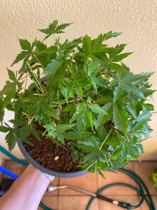 Bonsai Arce Palmatum