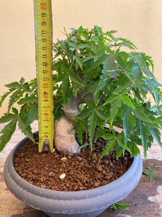 Bonsai Arce Palmatum