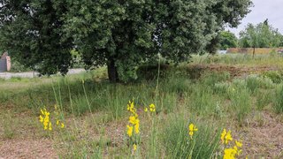 Terreno en venta en Ca n'Avellaneda - Can Font en Castellar del Vallès