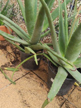 Pack 2 Plantas Aloe Vera Grandes