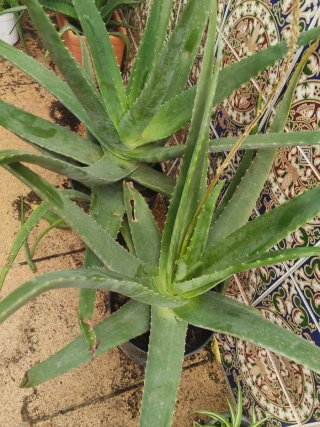 Pack 2 Plantas Aloe Vera Grandes