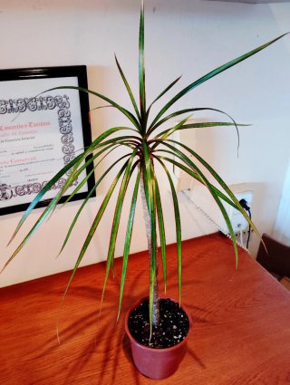 Planta Dracaena Marginata