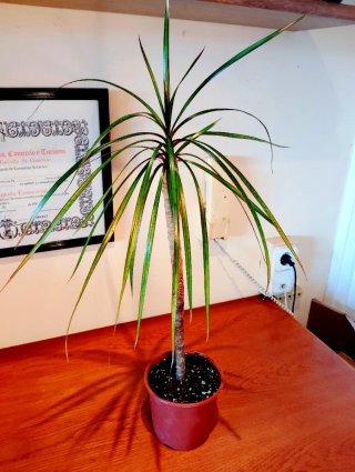 Planta Dracaena Marginata