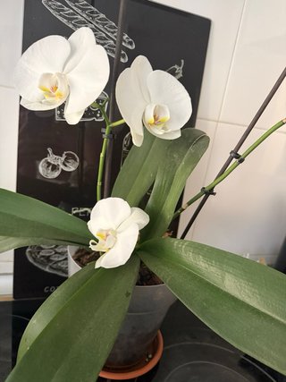 Orquídea blanca