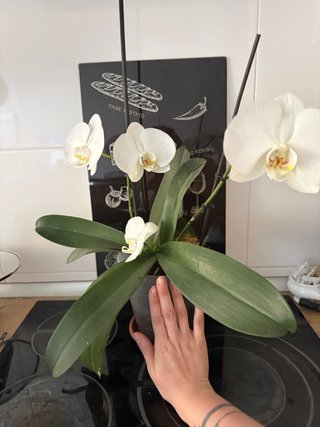 Orquídea blanca