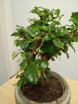 Bonsai Carmona