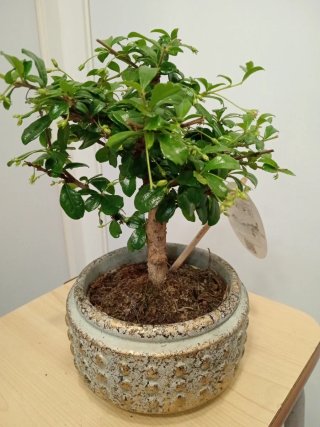 Bonsai Carmona