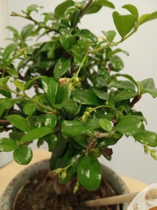Bonsai Carmona