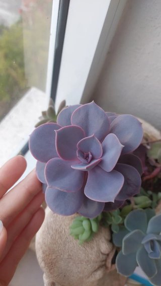 Talea Echeveria rosa