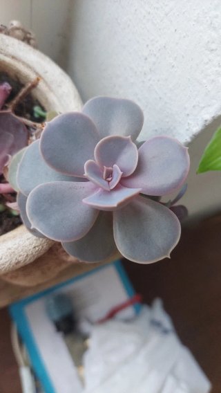 Talea Echeveria rosa