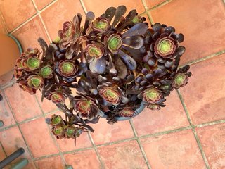 Planta Aeonium Negra y Verde  Esta muy hermosa