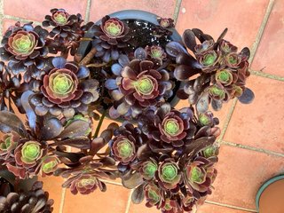 Planta Aeonium Negra y Verde  Esta muy hermosa
