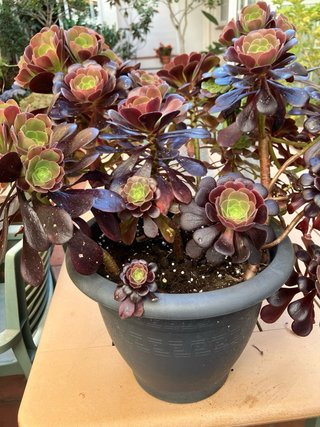 Planta Aeonium Negra y Verde  Esta muy hermosa