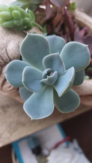 Echeveria Gost Grigia Pianta Succulenta