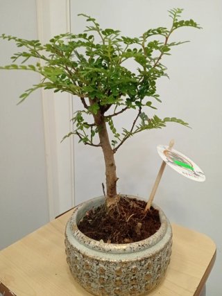 Bonsái Zanthoxylum