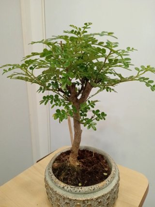 Bonsái Zanthoxylum