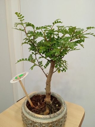 Bonsái Zanthoxylum