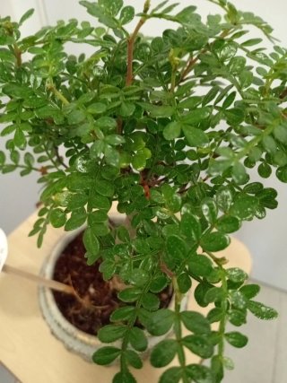 Bonsái Zanthoxylum