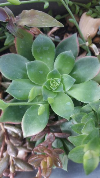 Talea di Aeonium